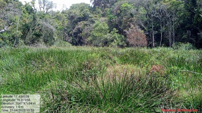 Image of the swamp in the Longwood Shola Reserve Forest