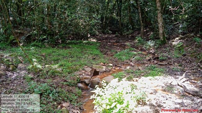 Image of the steam in the Longwood Shola Reserve Forest
