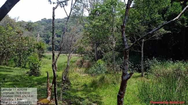 Image of the swamp in the Longwood Shola Reserve Forest