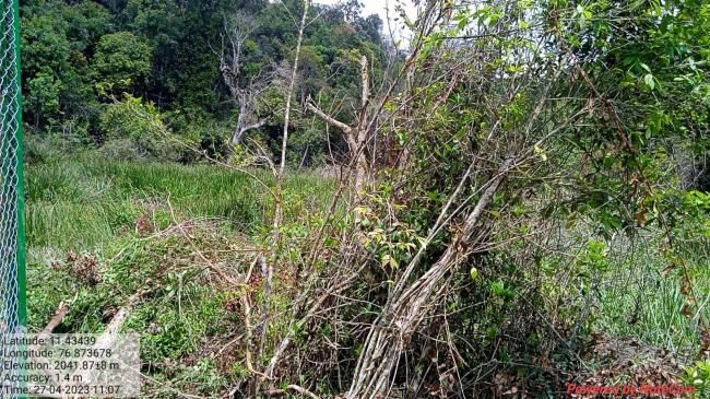 Image of the swamp in the Longwood Shola Reserve Forest