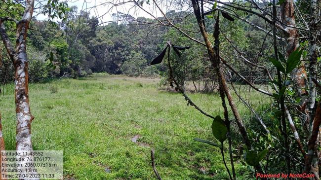 Image of the swamp in the Longwood Shola Reserve Forest