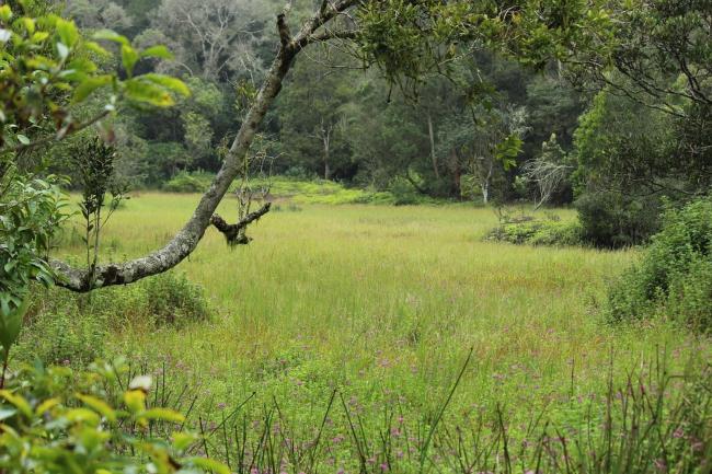 Image of the swamp in the Longwood Shola Reserve Forest