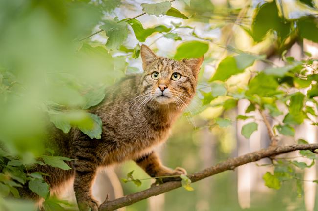 Wildkatze