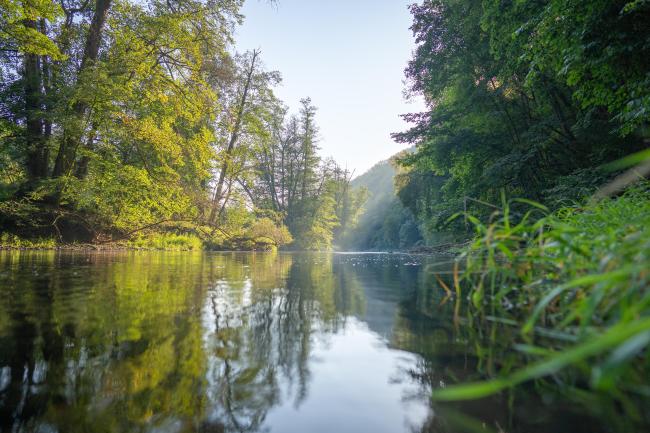 Thaya mit Spiegelung