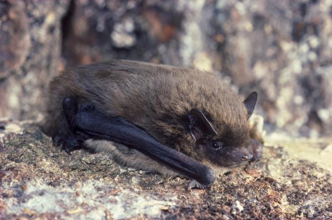 Pipistrelle