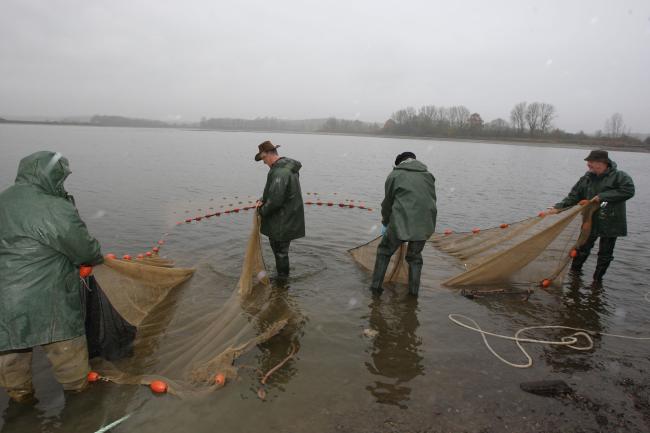 tiré du filet dans l'étang de Lindre lors de la Fête de la Grande Pêche