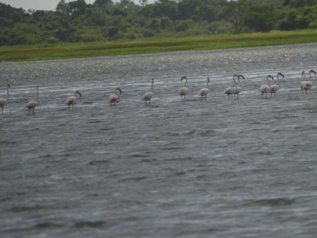 Lac Bedo en étiage, présence de Flamant rose