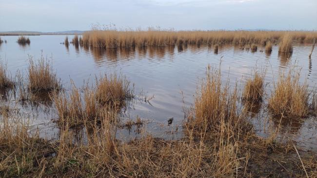 View of Dinnyési Fertő (marsh)