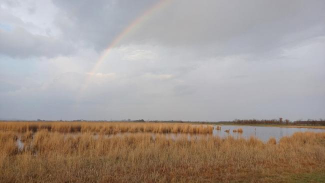 View of Dinnyési Fertő (marsh)