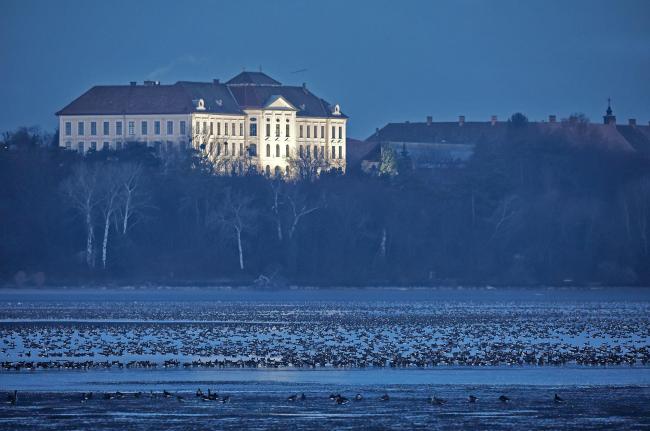 Waterbirds with the view of the city in the background.