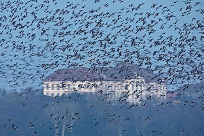 Flocks of geese over Lake Öreg. 