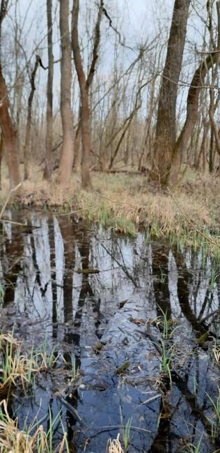 Alder bog in early spring.