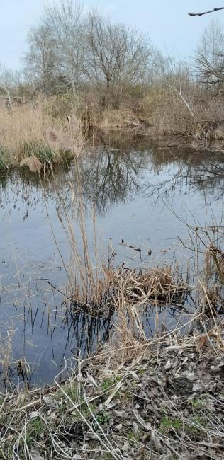 Marsh with reeds. 