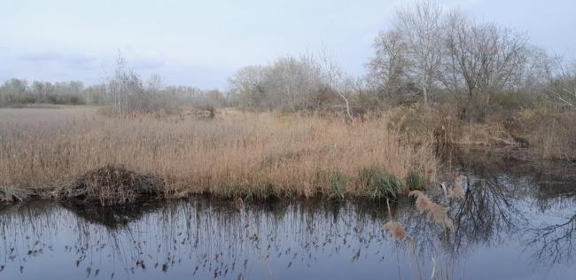 Marsh with reeds. 