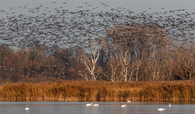 Geese taking flight