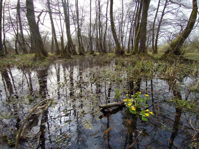 Alder bog