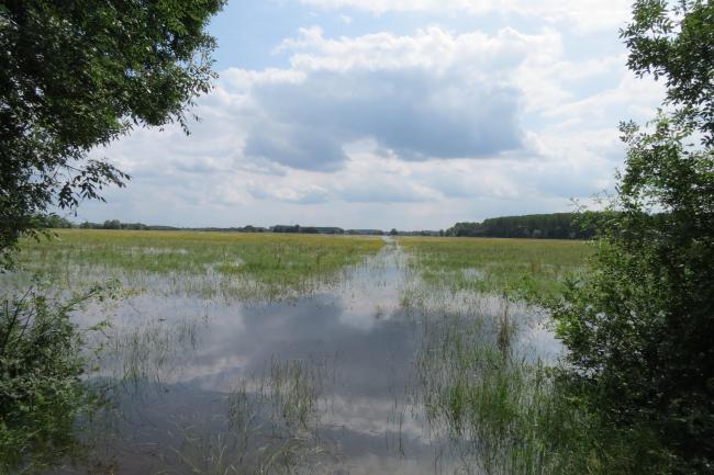 Prairie inondée