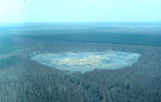 Mire within forest massives