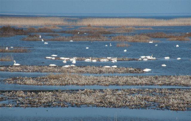 Migrating birds in lake Lubana