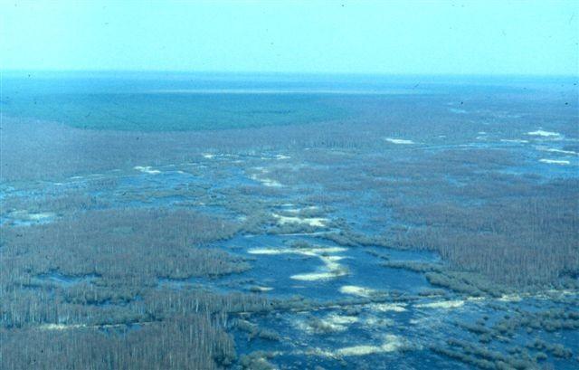Lettland mire within forest 