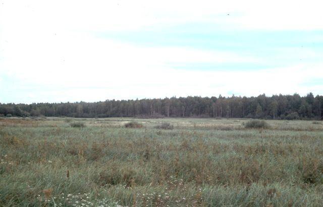 Forest landscape