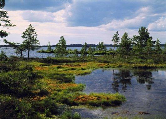 Typical lake within mire