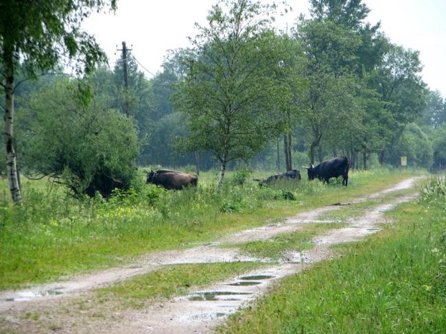 Pasture on the eastern shore of Lake Pape, restored semi-natural grassland