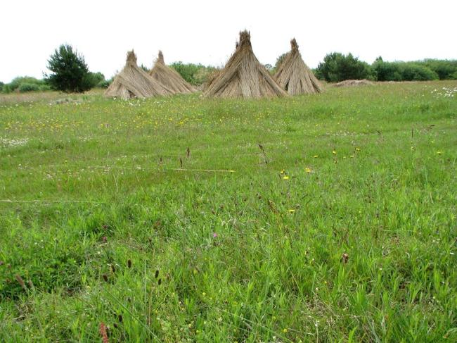 Dry grassland in Pape village, western shore of Lake Pape, traditional way of collecting reed for roofs