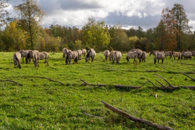The grazing of grasslands along the shores of Lake Pape
