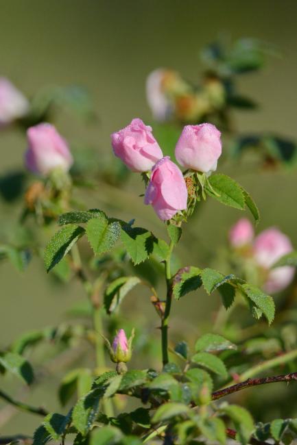 Rosa canina L. 