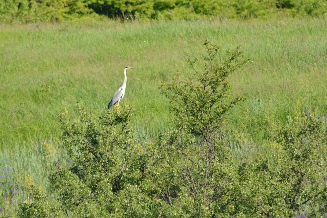 Ardea cinerea near Murafa River 