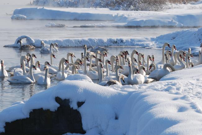 Flocks of swans.