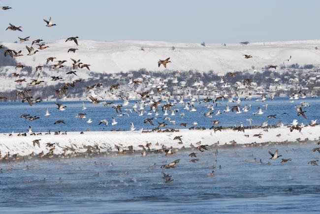 Flocks of birds in winter.