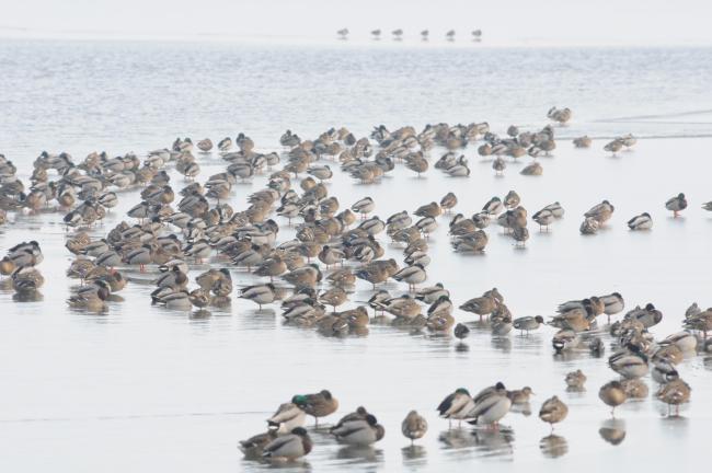 Flocks of birds in winter.