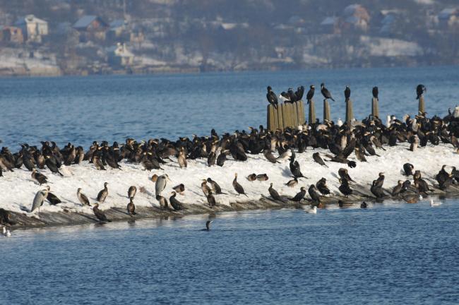 Flocks of birds in winter.