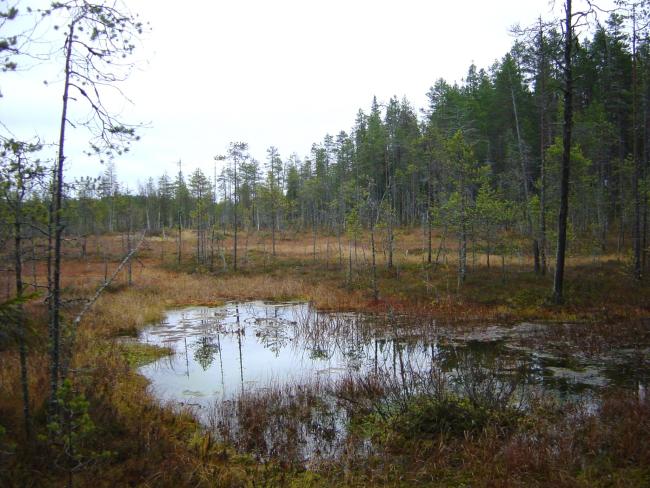 A spring in the Olvassuo mires.