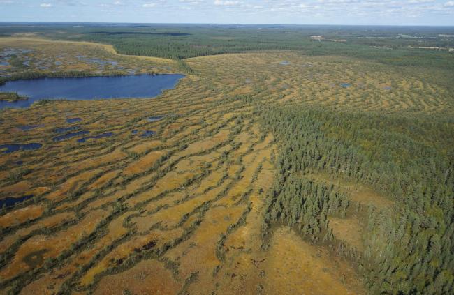 A view over the mire and eskers of Kauhaneva-Pohjankangas. The Kyrönkangas road crosses the mire diagonally from lower right to upper left corner of the image.
