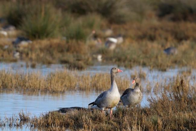 Greylag Geese (Anser anser) on the wet meadows in front of the small lake at the end of the footpath.