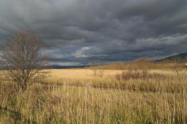 View of the marsh's reed bed from the east side.