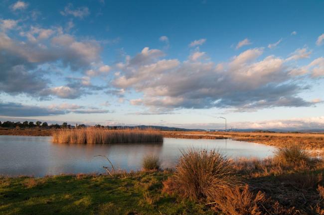 Winter landscape of the Padule di Scarlino.