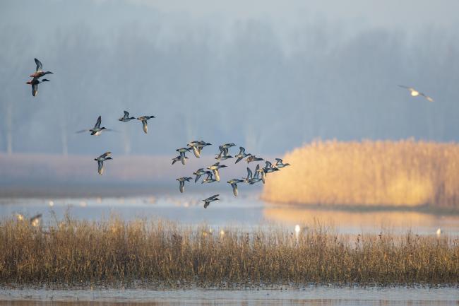 Ducks flying over the Morette water basin