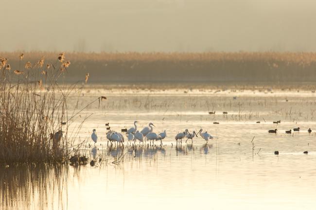 In winter, the flooded Reserve becomes a gathering point for numerous migratory species.