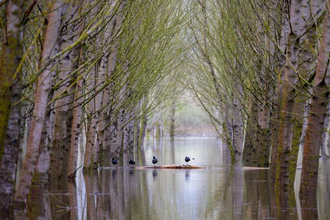 Here's an image of some coots in a flooded poplar grove in the Fucecchio Marsh