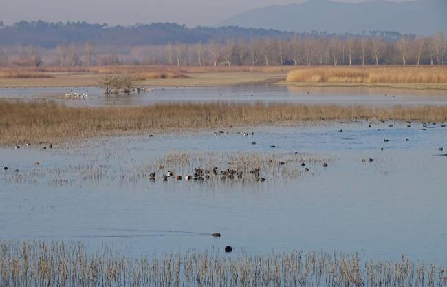 Padule di Fucecchio, Località Le Morette