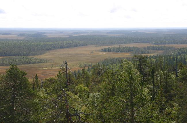 A view over the Martimoaapa mire complex.
