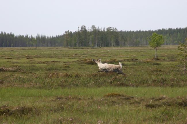 A reindeer on aapa mire.