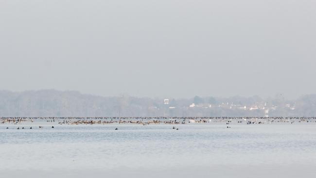 Lac de Grand Lieu