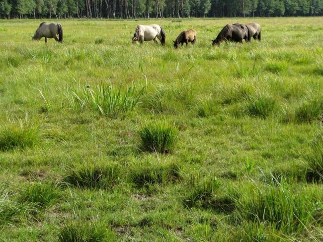 Eastern shore of Lake Engure, pasture