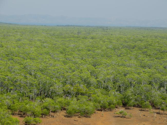 Mangroves de Sahamalaza