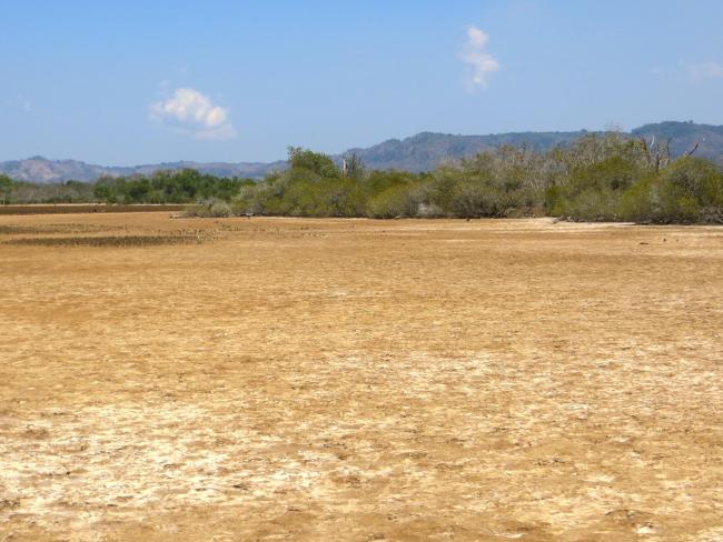 Tanne rencontré avant les mangroves